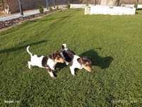 Menino Jack Russel