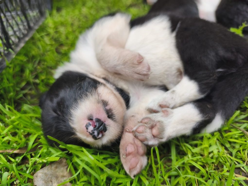 Border Collie szczeniak