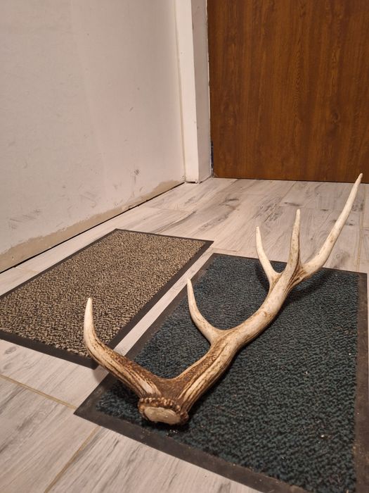 Poroże zrzut jelenia.