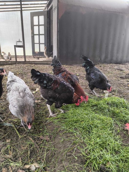 marans, maransy koguty z 2025 r