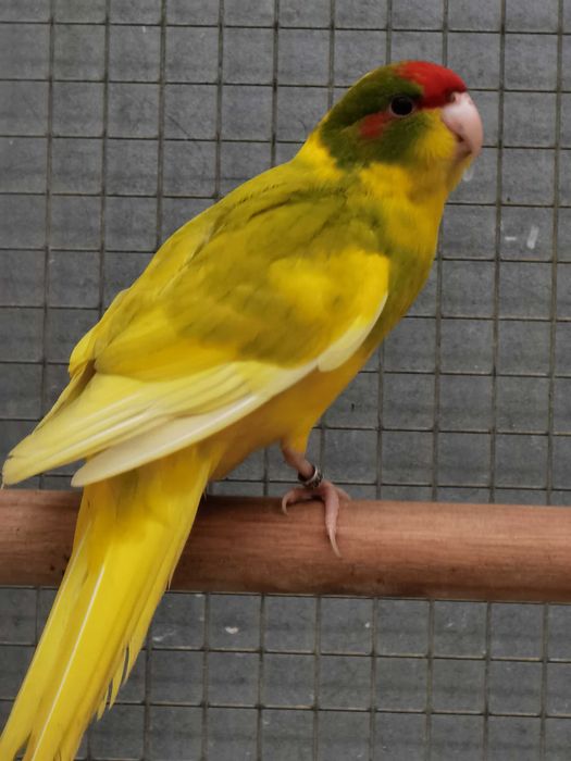 Kakarikis Verdes, Spangle