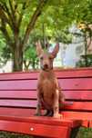 Cão Sem Pelo do Mexico (Standart)