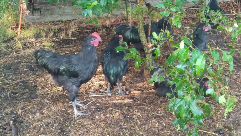 Koguty australorp