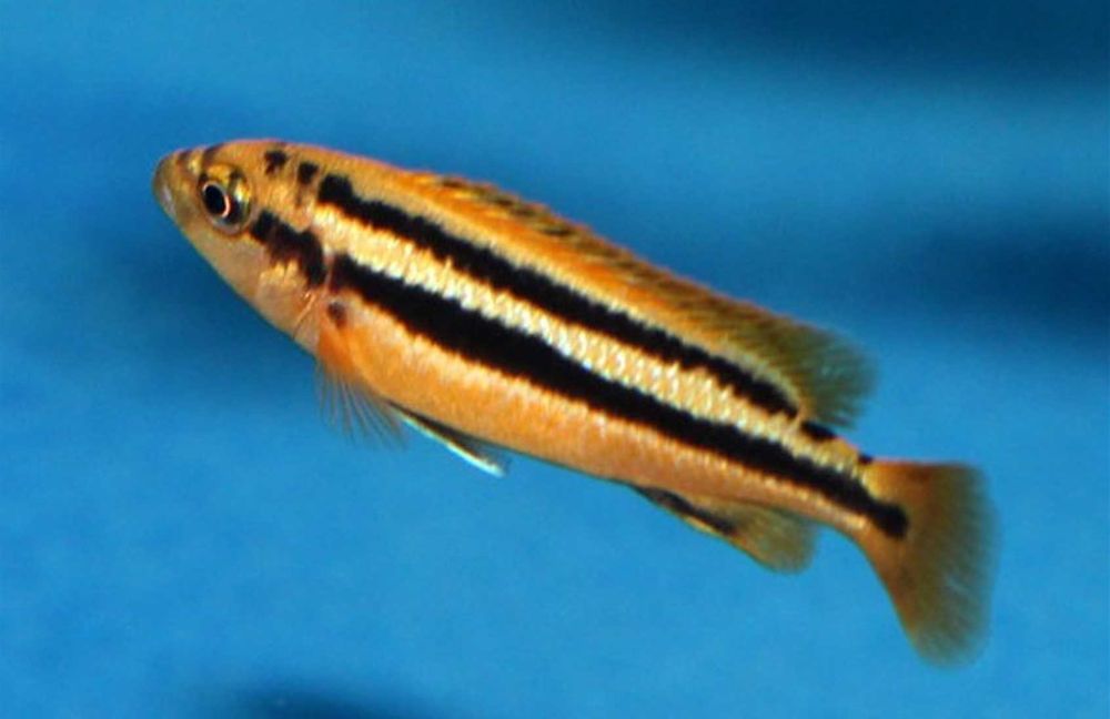 Melanochromis chipokae - PYSZCZAK - dowozimy, wysyłamy