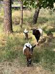 Vendo cabras anãs