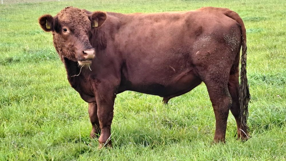 Buhaj Angus Czerwony Dofinansowanie ARIMR do końca listopada