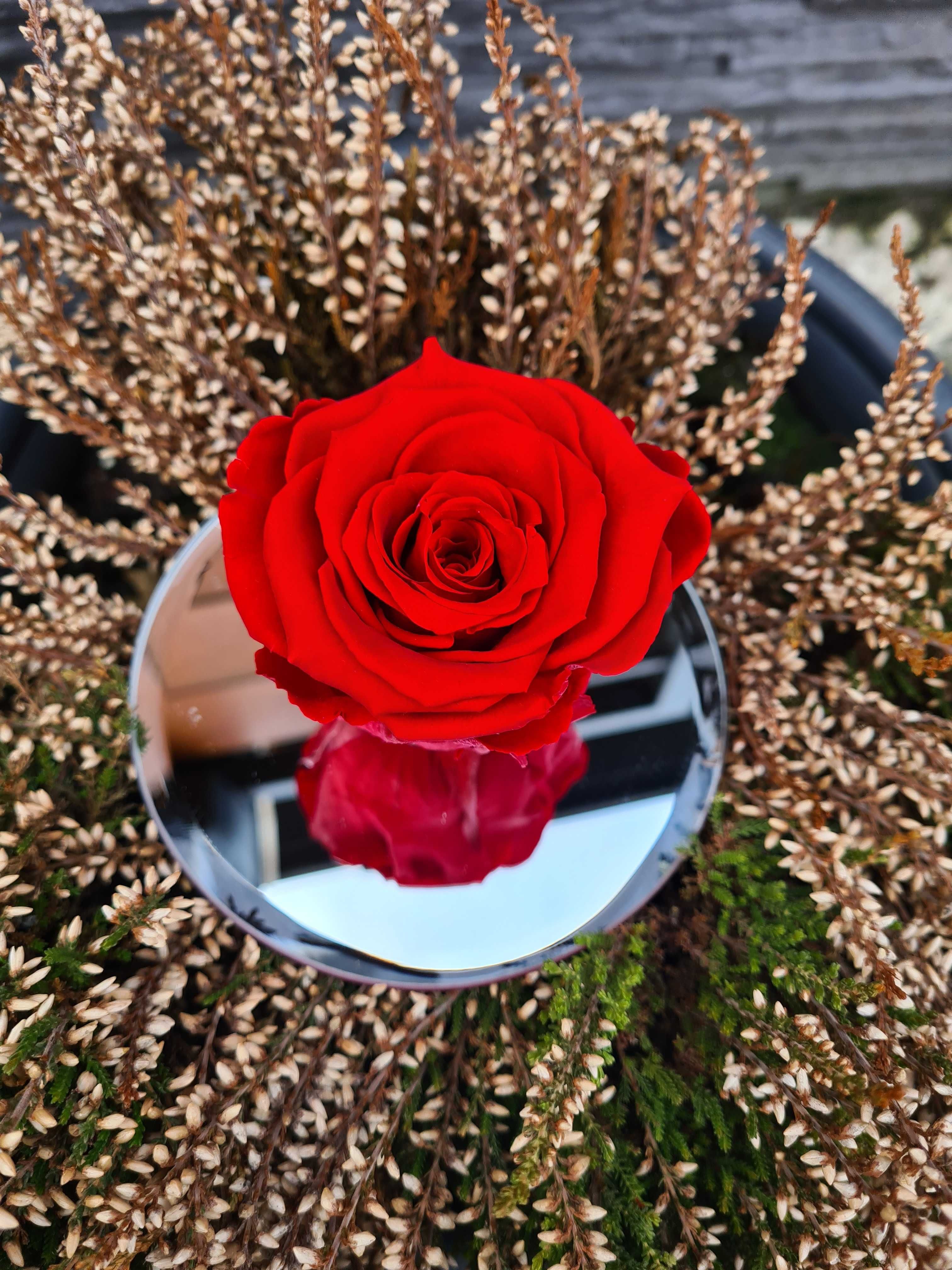 Wieczna Żywa Róża Czerwona Pod Kloszem