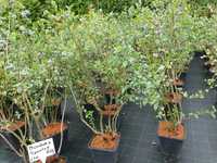 Dojrzałe krzewy borówki. 8 letnie w pełni owocowania. HURT/DETAL