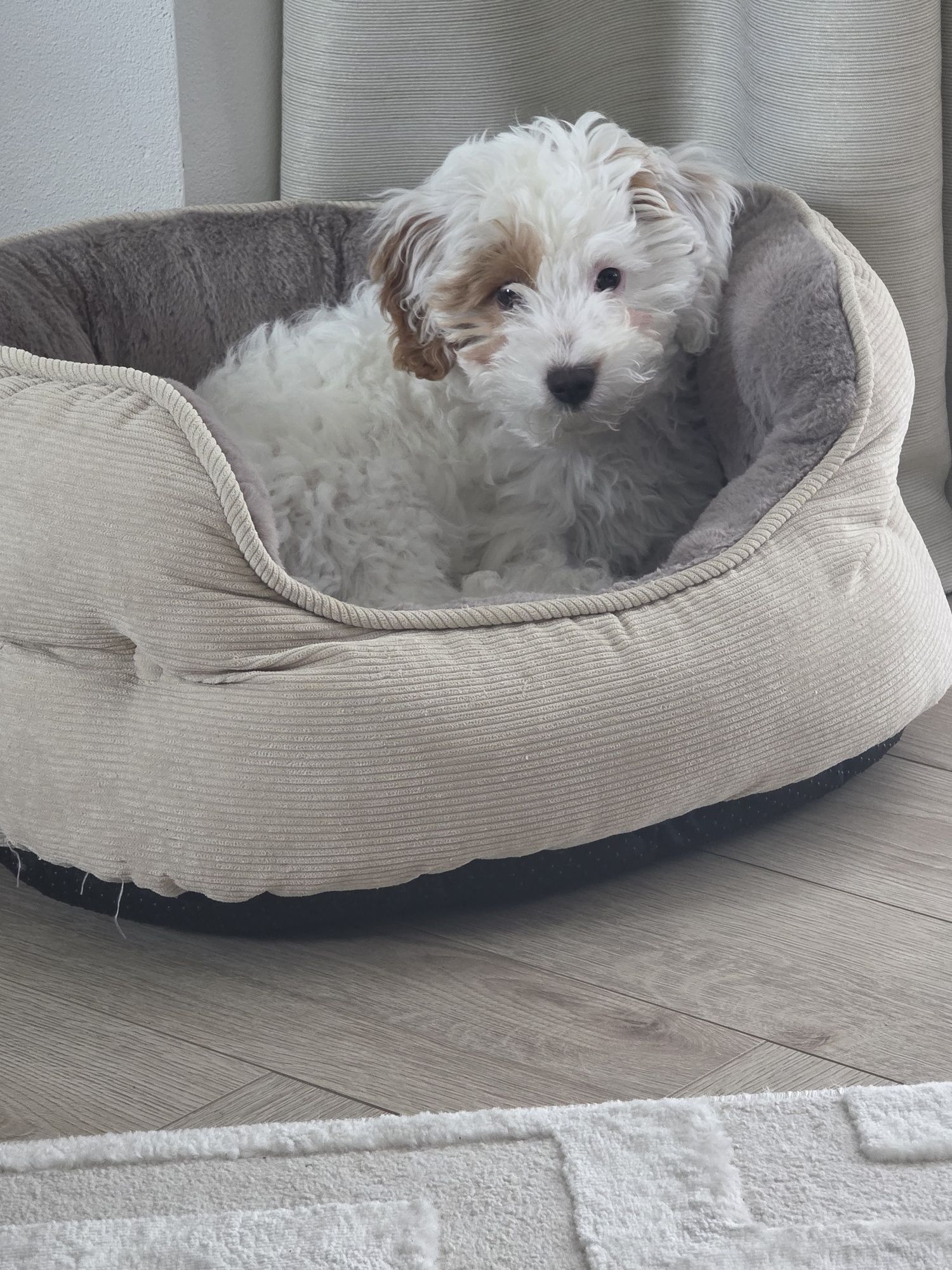 Maltipoo  piesek
