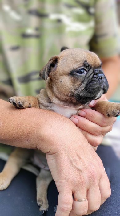 КСУ-FCI французький бульдог цуценята