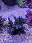 Frags de Acropora