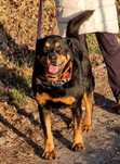 Fiodor - w typie rottweiler, bardzo przyjazny,  grzeczny i łagodny