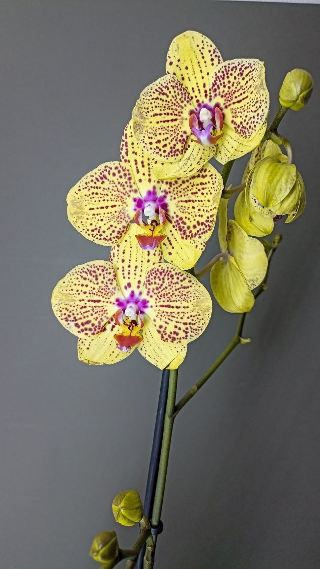 Орхидеи. Фаленопсисы