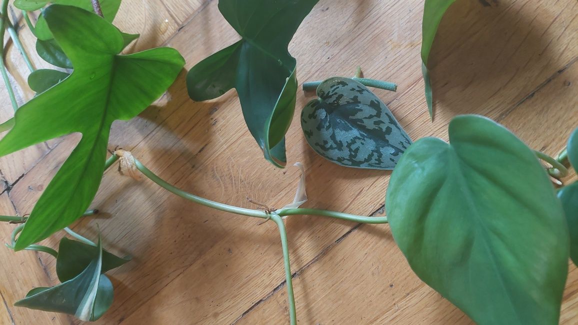Zestaw roślin, begonia, philodendron, epipremnum