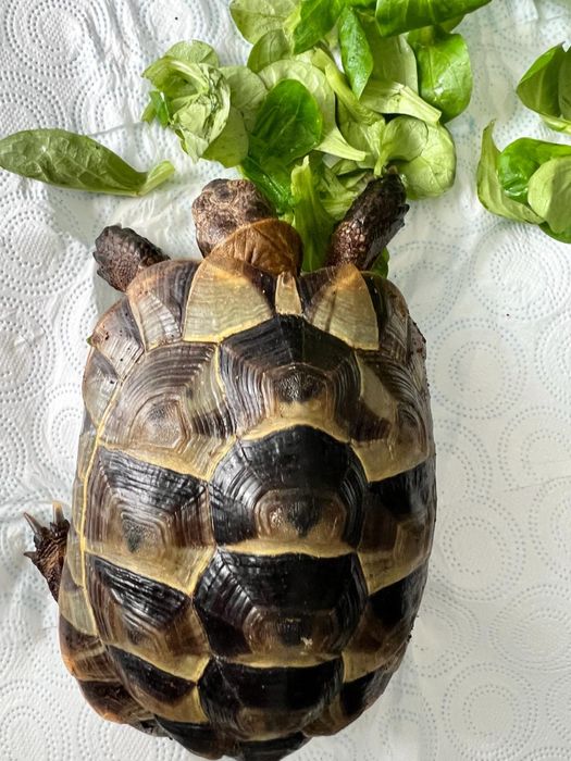 Pokarm dla żółwia