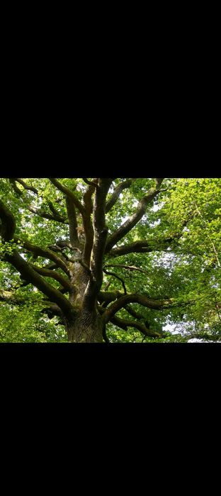 Зріжу дерева будь якої складності