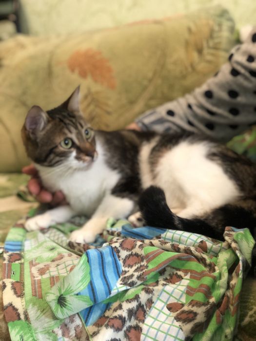 Котик Бусік 2 р. кастрований.