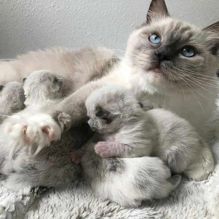 Кошеня Регдолл Regdoll