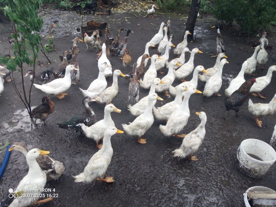 Kaczki staropolskie piżmowe Pekin mulard i dzikie