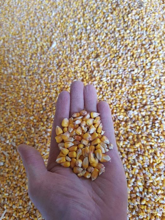 Продам кукурудзу зернову, фуражу 8 грн