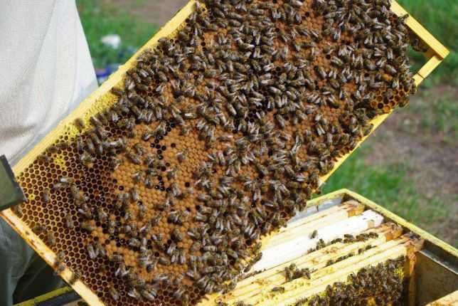 Odkłady Pszczele. Matki Pszczele.Pszczelarstwo. Pszczoły