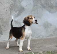 Beagle tricolor - do odbioru!!!