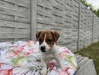 Jack Russell Terrier - suczka ;)