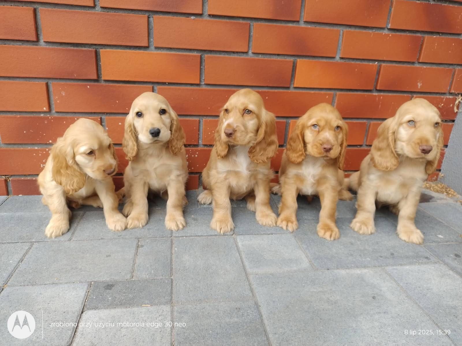 Cocker spaniel angielski piesek