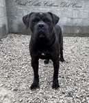 Cane corso ZKwP/FCI - zapowiedź miotu.