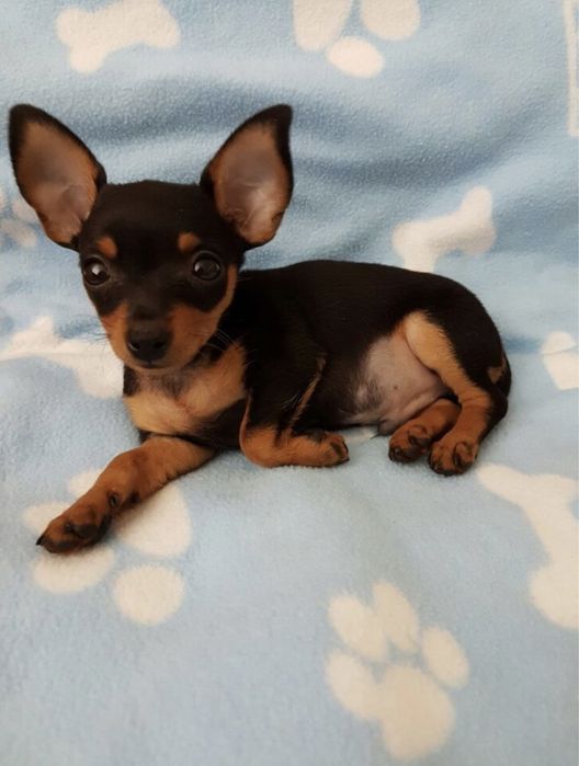 Pincher femea Mini 2 meses