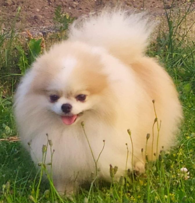 Szpic miniaturowy sunia