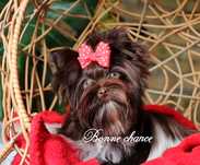 Yorkshire terrier biro laleczka