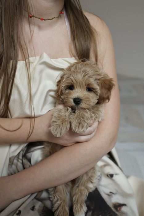 Міні мальтіпу дівчинка ф1, мальтипу девочка мини, mini maltipoo f1