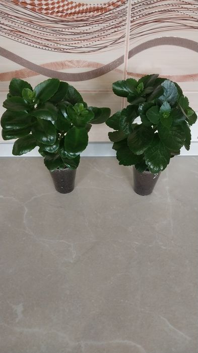 Хлорофітум кучерявий( Бонні).Каланхоє ..