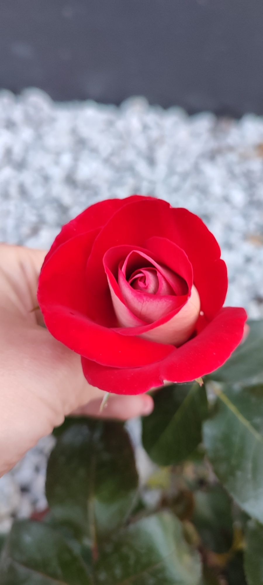 Piękne, pachnące, nadające urok ogrodowi