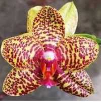 Орхидея Phal 6125 1.7 мох, подросток
