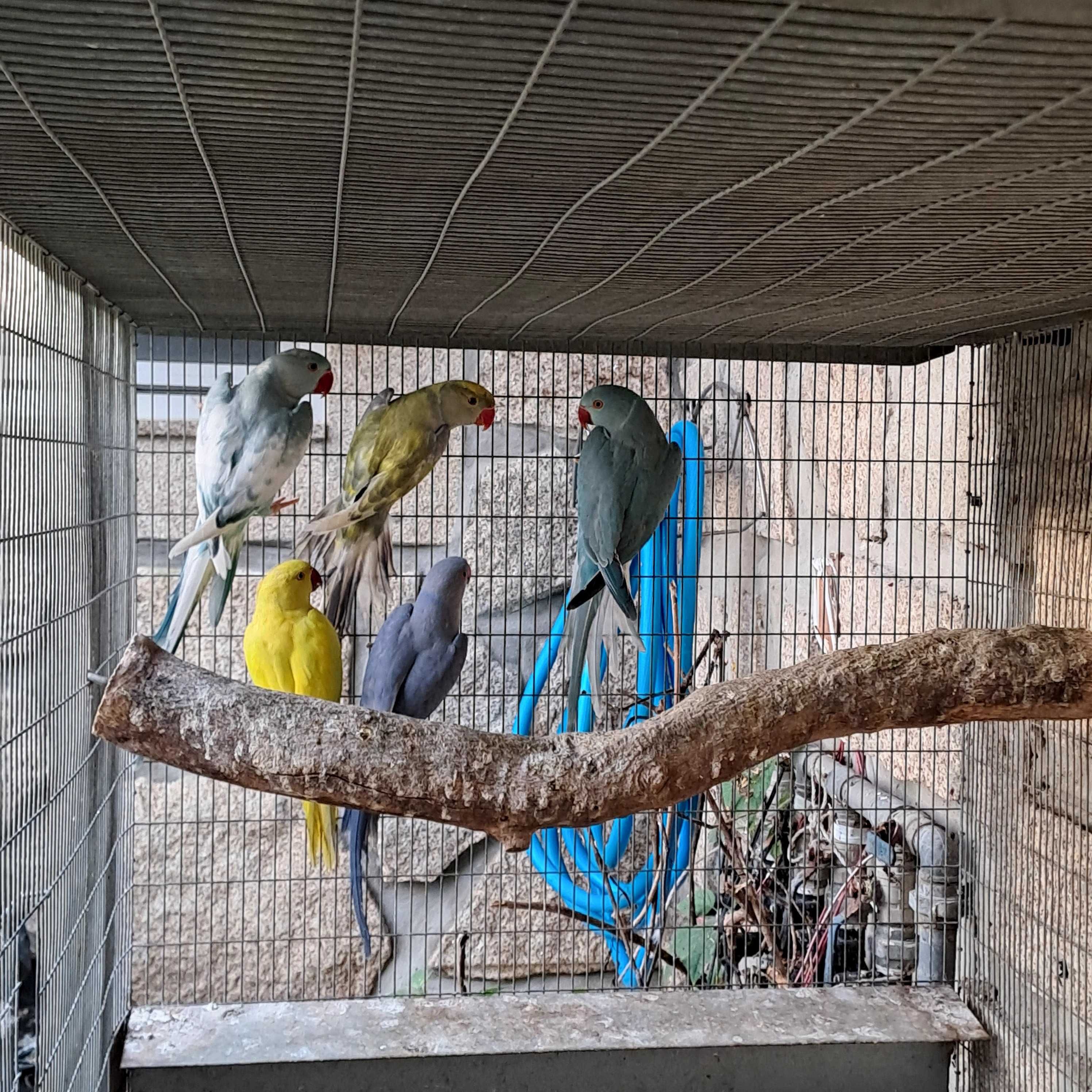 Ring neck Azul CC, macho, 2024