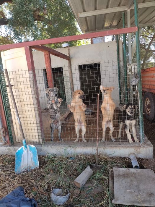 Dão se cãezinhos