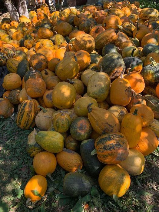 гарбузове насіння, сушене в печі