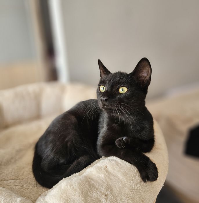 Czarnulka do adopcji