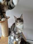 Sprzedam kocurka niebieskiego Maine coon