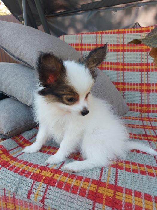 Папійон хлопчик ( папільон)