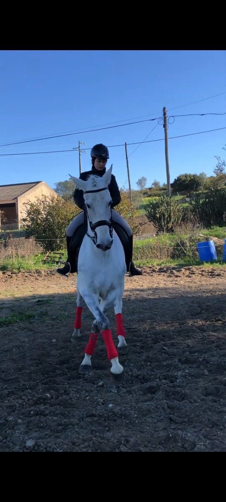 Vendo Cavalo Lusitano