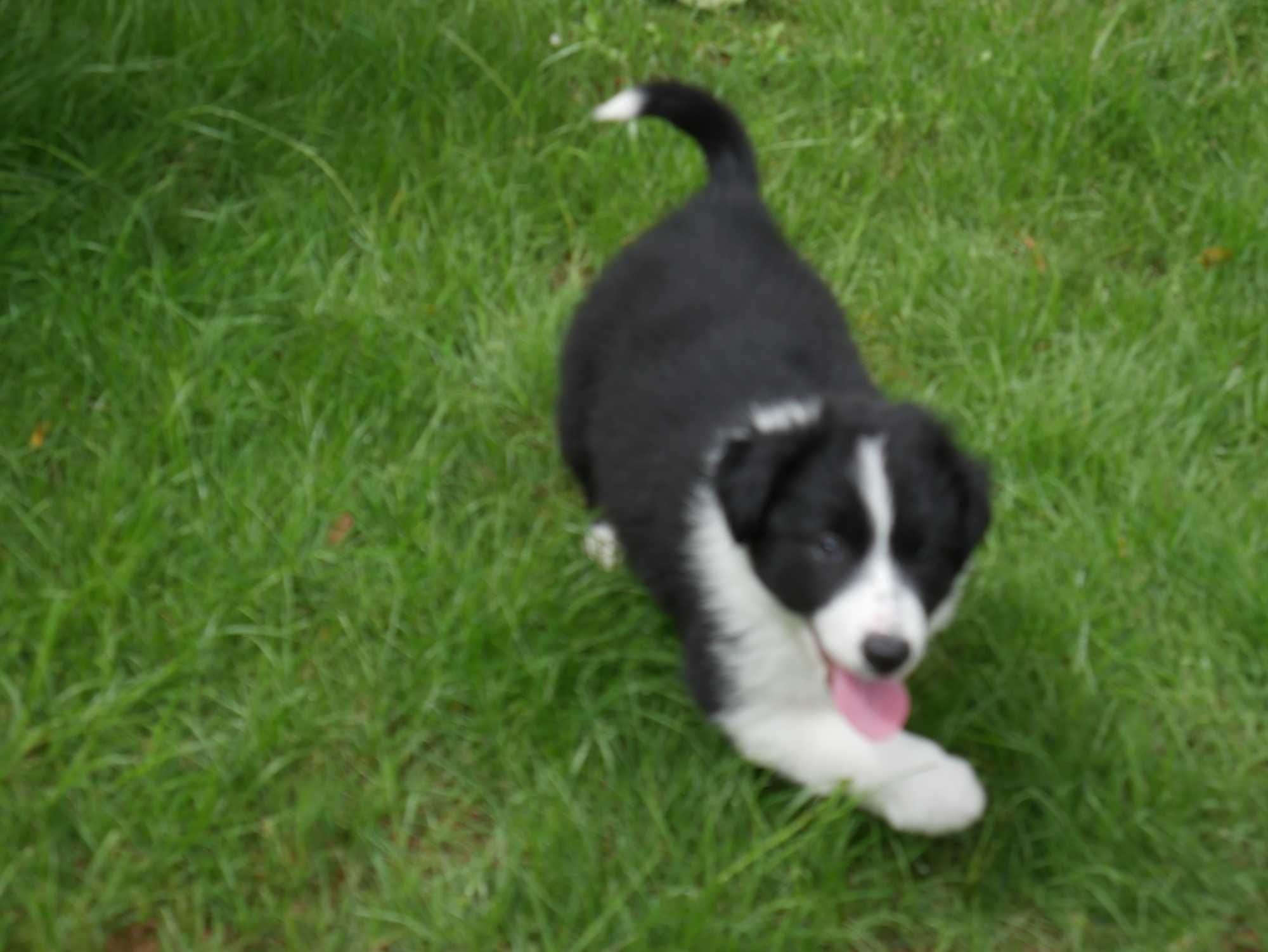 Border Collie - piesek
