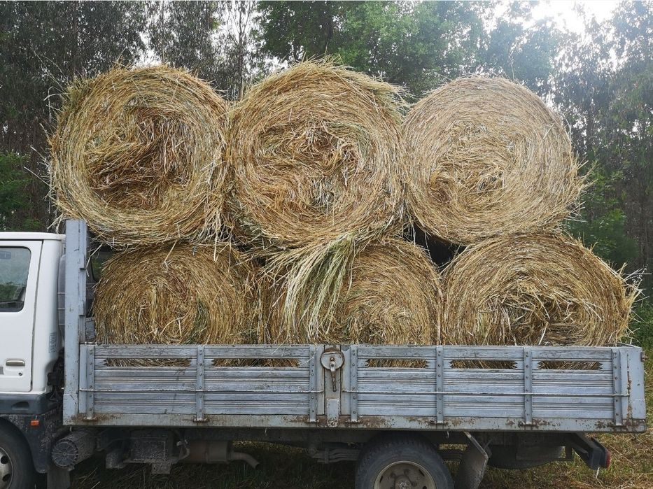 Bolas de palha azevem