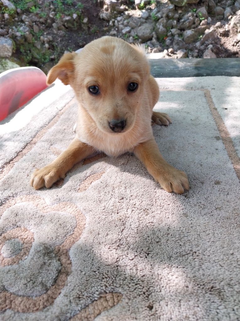 4 cachorrinhas para adoção