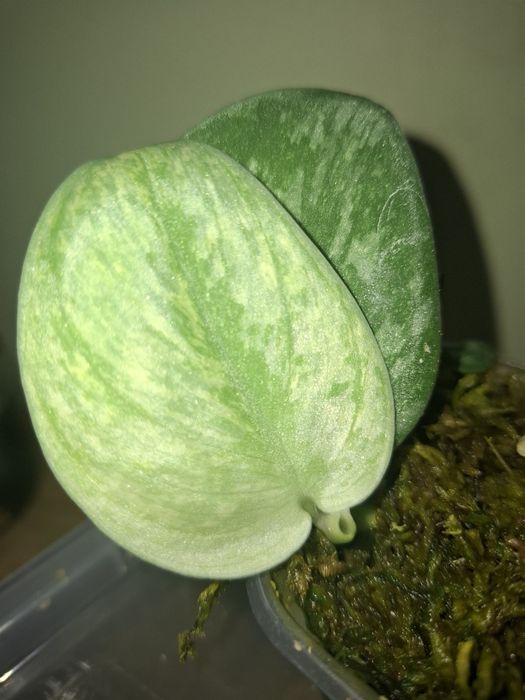 Scindapsus Exotica Hologram