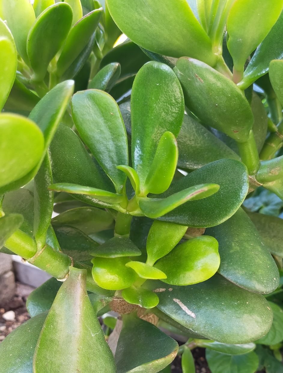 Crassula ovata conhecida como Planta-Jade