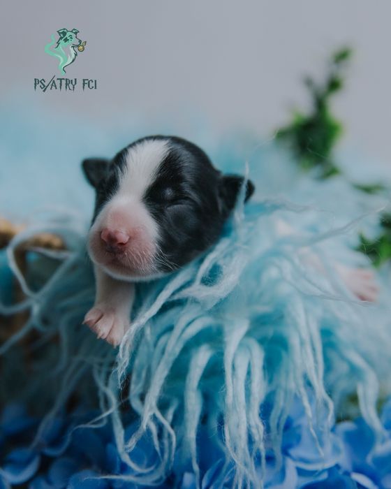 Psiatry FCI Border Collie samiec czarno biały