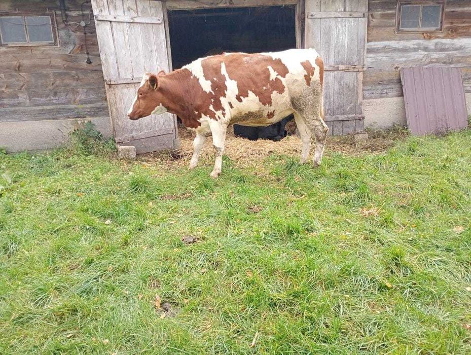 Sprzedam jałówki wysokocielne 6 sztuk